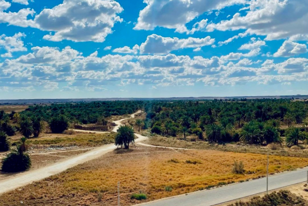 A scenic desert landscape with a dirt road winding through palm trees under a bright blue sky filled with white clouds.