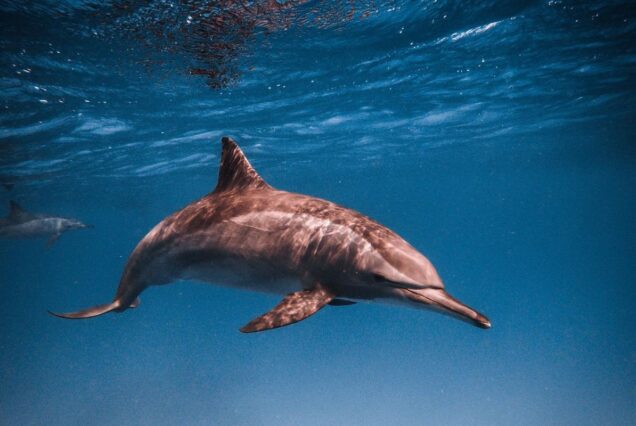 Close-up of a dolphin swimming gracefully underwater