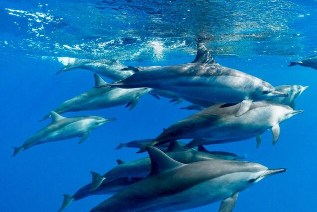 A pod of dolphins swimming gracefully in the clear blue sea