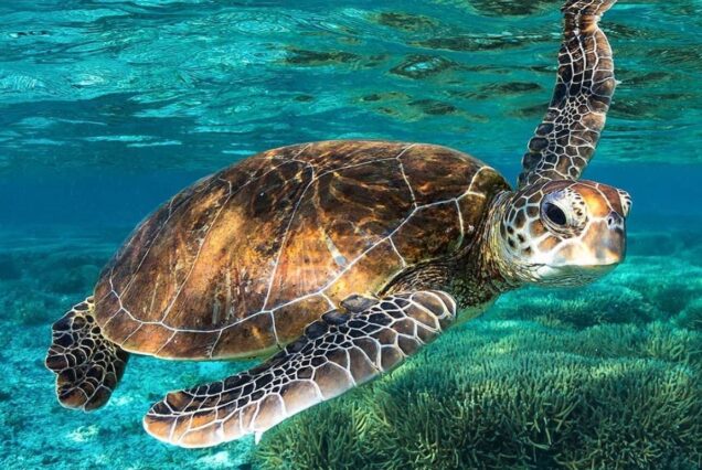 Sea turtle swimming in crystal-clear waters above a coral reef