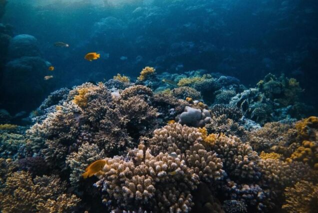 Colorful coral reef with tropical fish swimming in the Red Sea