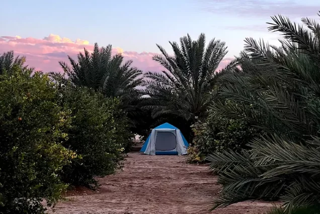 Wild Camping Adventures in Siwa Oasis