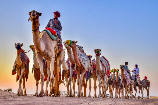 A caravan of camels led by Bedouins in the desert at sunset