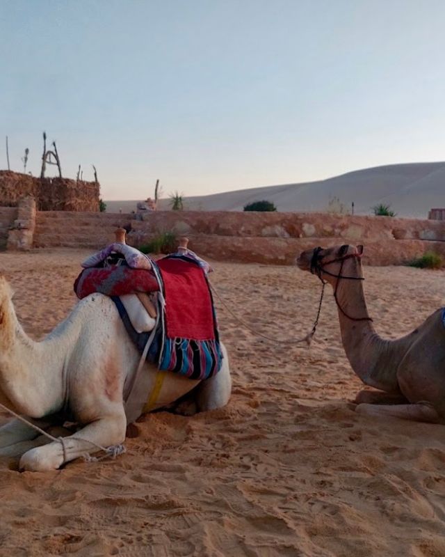 Two camels resting on the desert sand with colorful blankets and saddles, waiting for riders as the sun sets over the sand dunes in the background