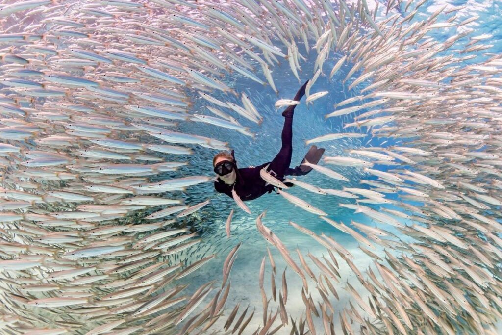 Diver surrounded by a school of fish in clear, turquoise waters