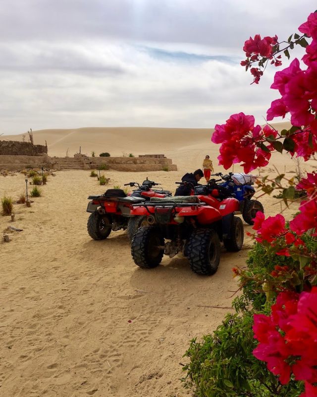 A group of quad bikes parked in the desert, with vibrant pink flowers in the foreground and expansive sand dunes in the background