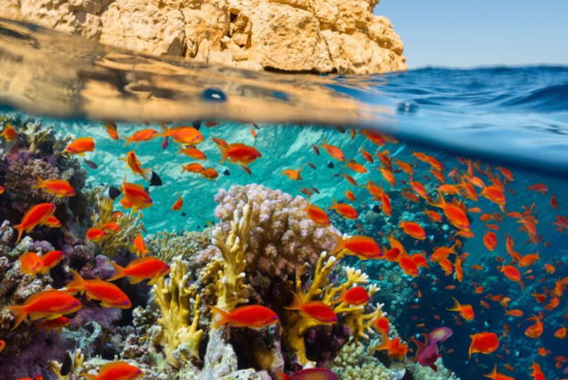 Aerial view of coral reefs and boats anchored in the clear turquoise waters of the Red Sea