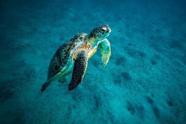 A sea turtle swimming gracefully in the clear waters of the Red Sea