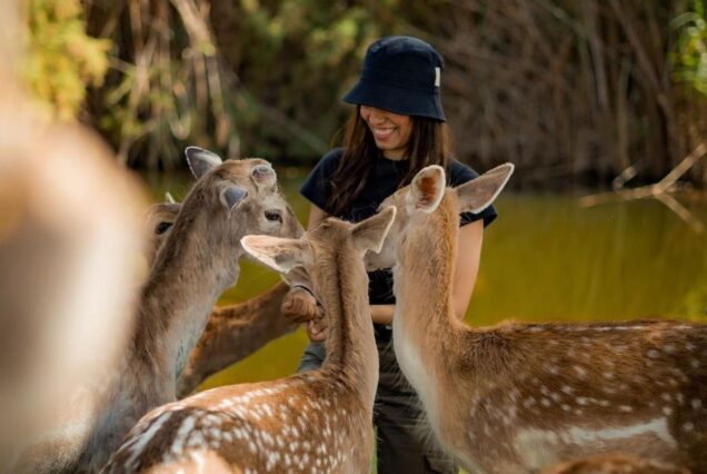 Woman feeding deer at a wildlife sanctuary
